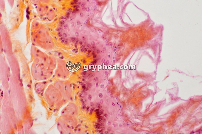 Oesophage Rat x100 - gryphea.org